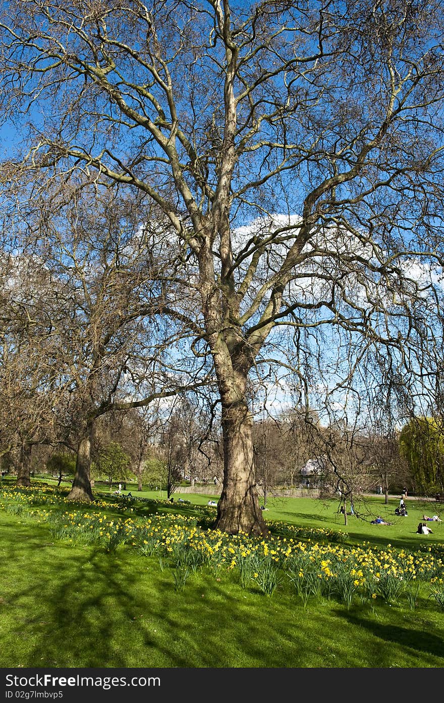 St. James Park in the Spring, London