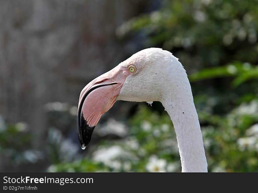 Flamingo