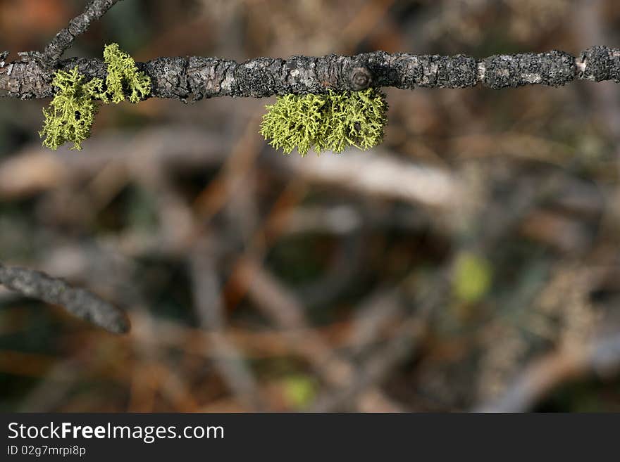 Foliage on twig