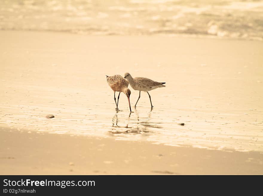 Sandpiper hunting food at the beach. Sandpiper hunting food at the beach