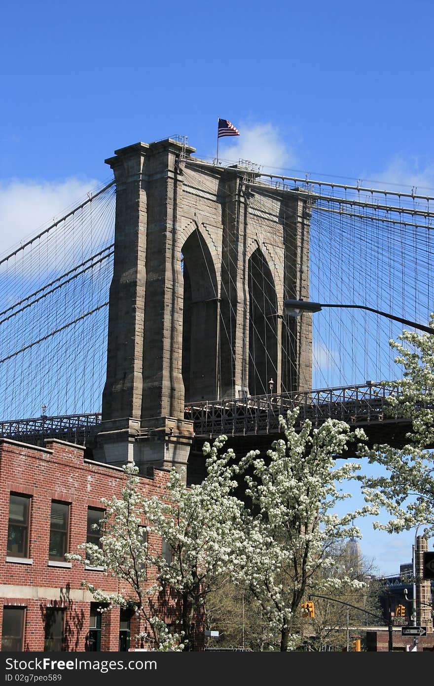 Cherry blossoms near the Brooklyn Bridge. Cherry blossoms near the Brooklyn Bridge.