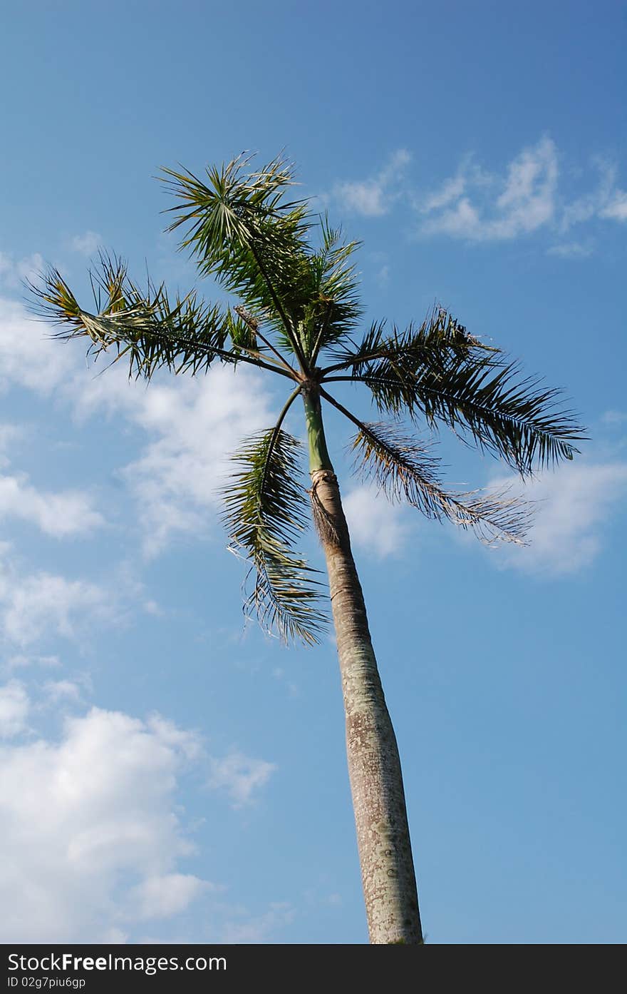 Nipa palm tree wth blue sky as background. Nipa palm tree wth blue sky as background