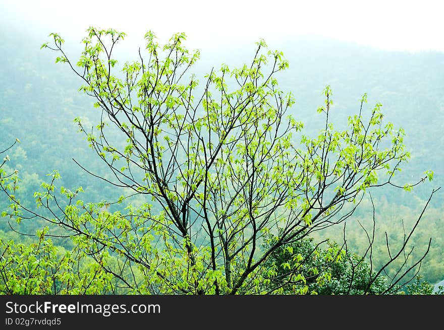 A tree sprout in the spring. A tree sprout in the spring