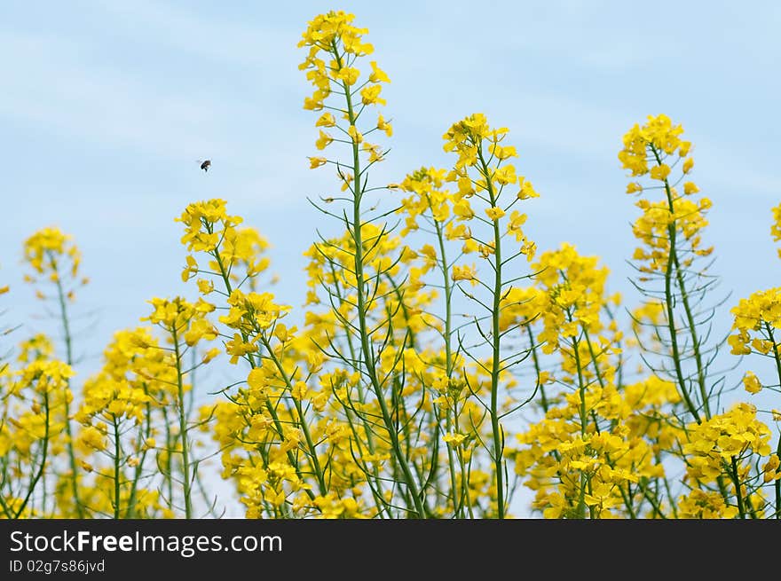 beautiful rape flower under the blue sky