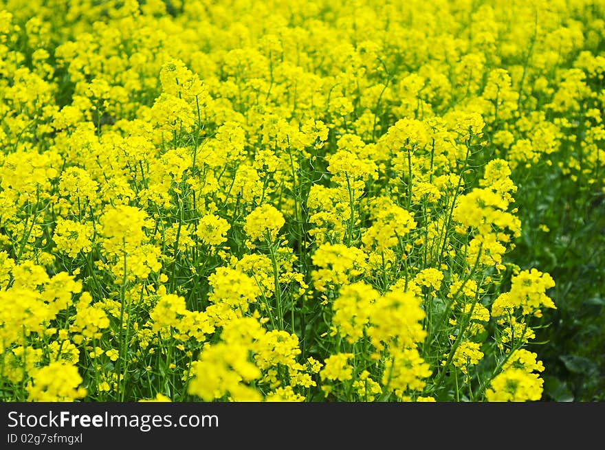 Rape flower