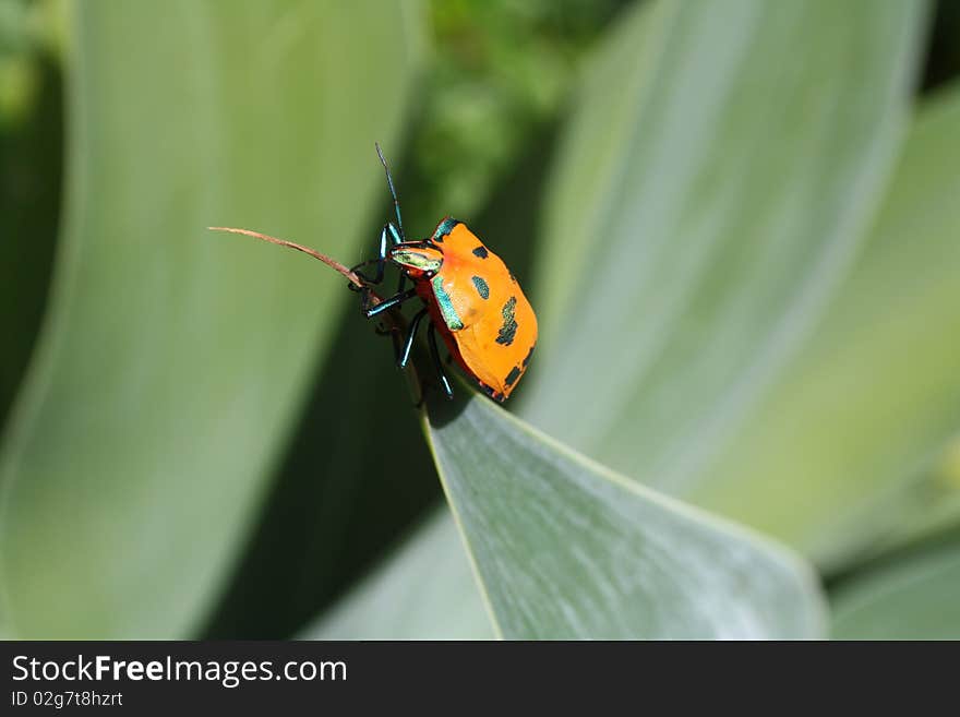 Coleoptera Insect