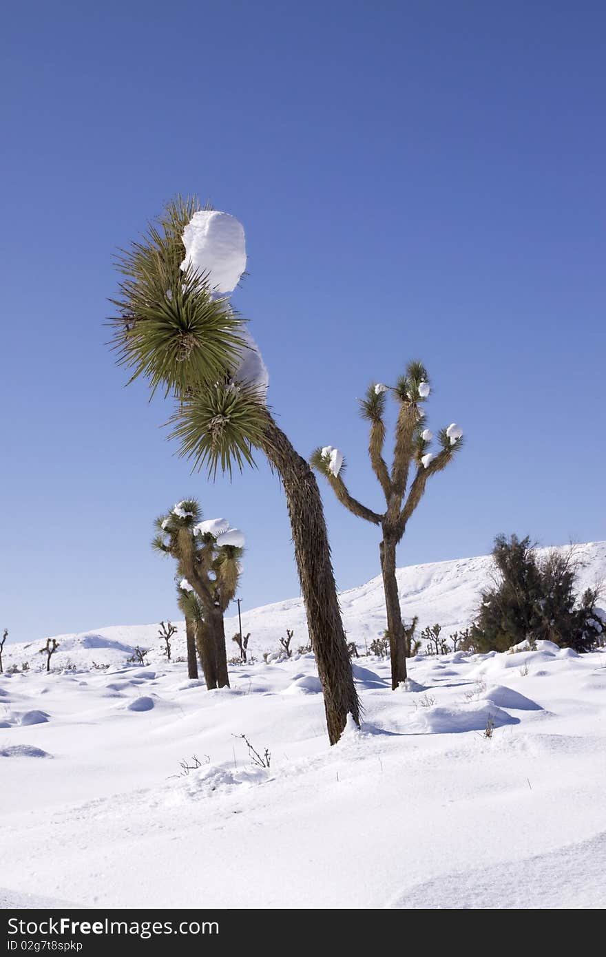 Winter in the desert