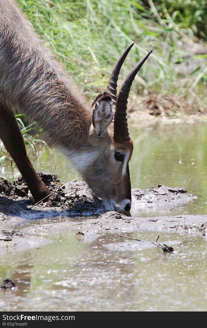 Drinking