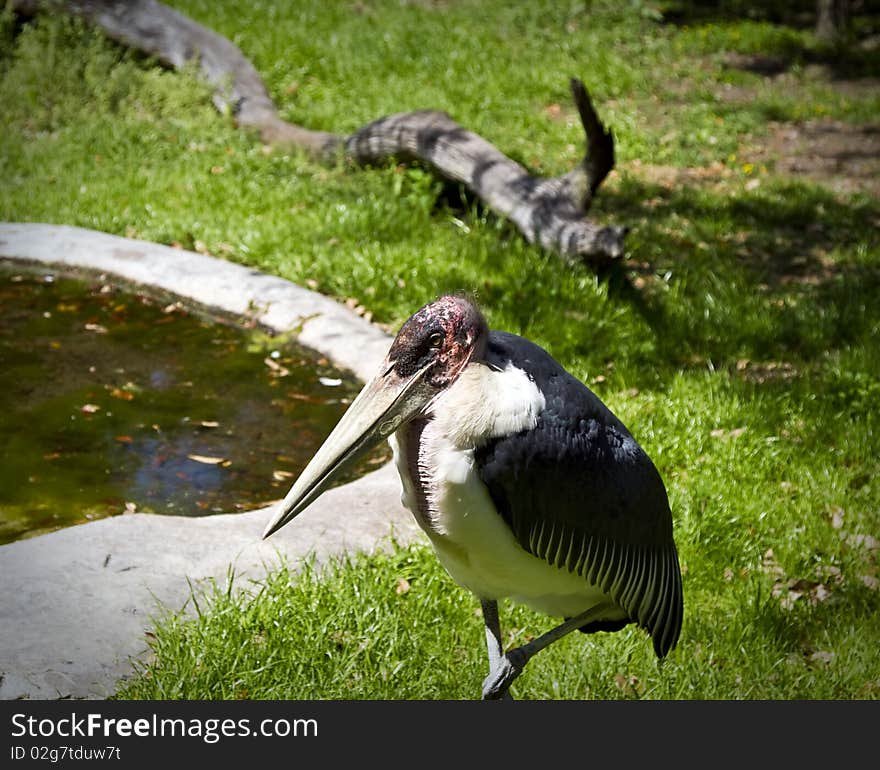 Marabou Stork, (Leptoptilos crumeniferus) in St. Augustine Alligator Farm Zoological Park.