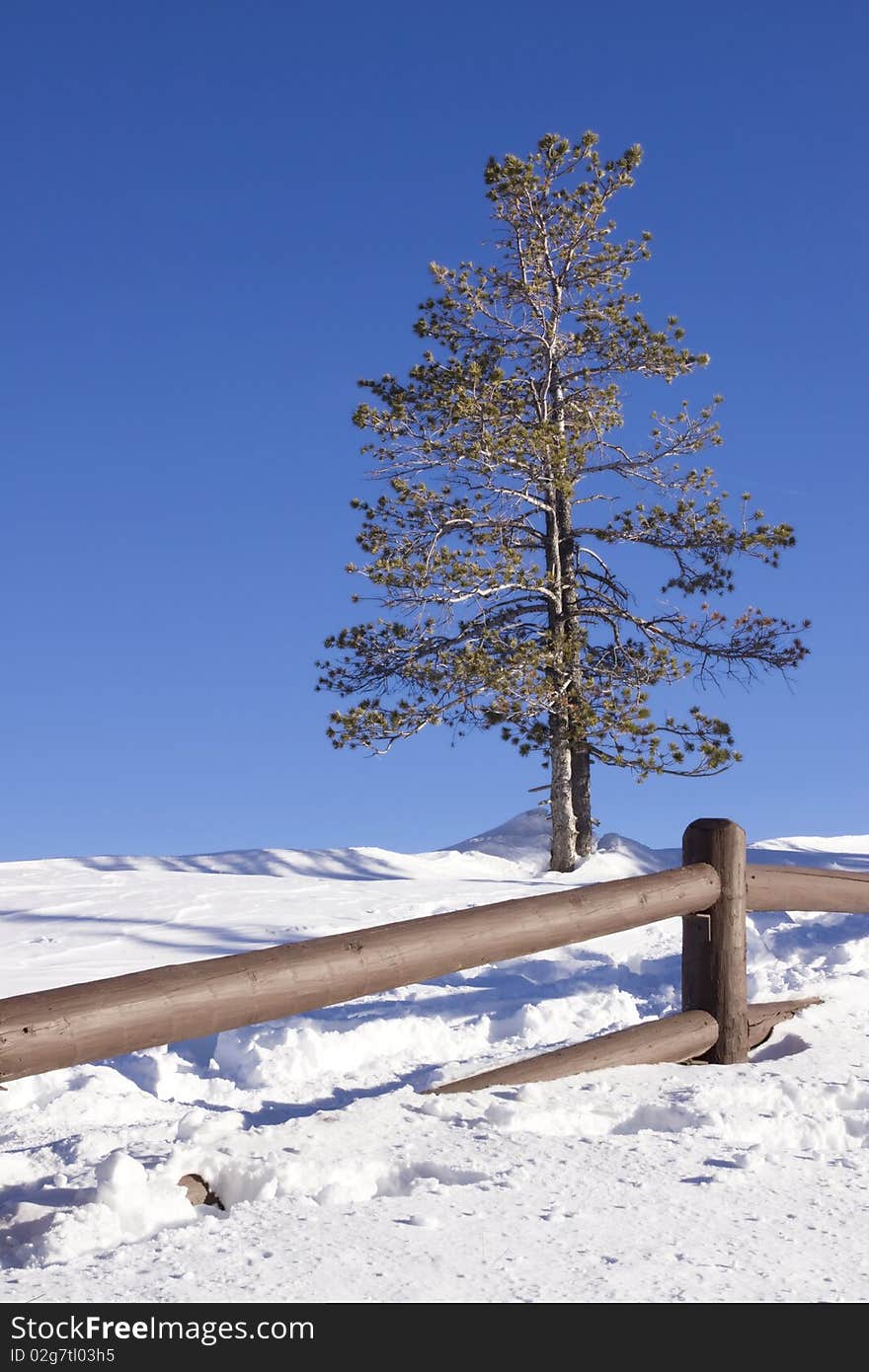 Pine tree in winter snow