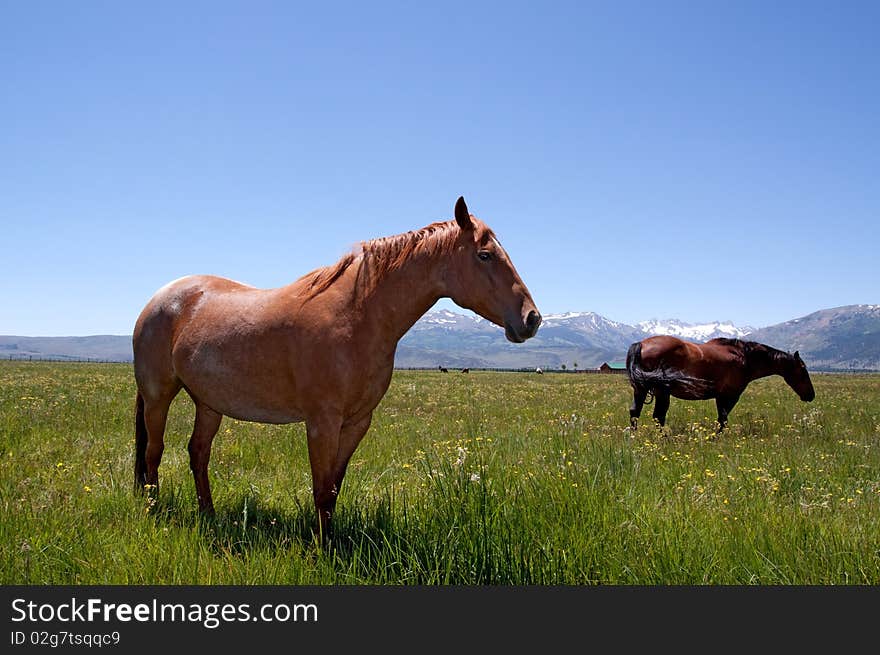 Horses grazing