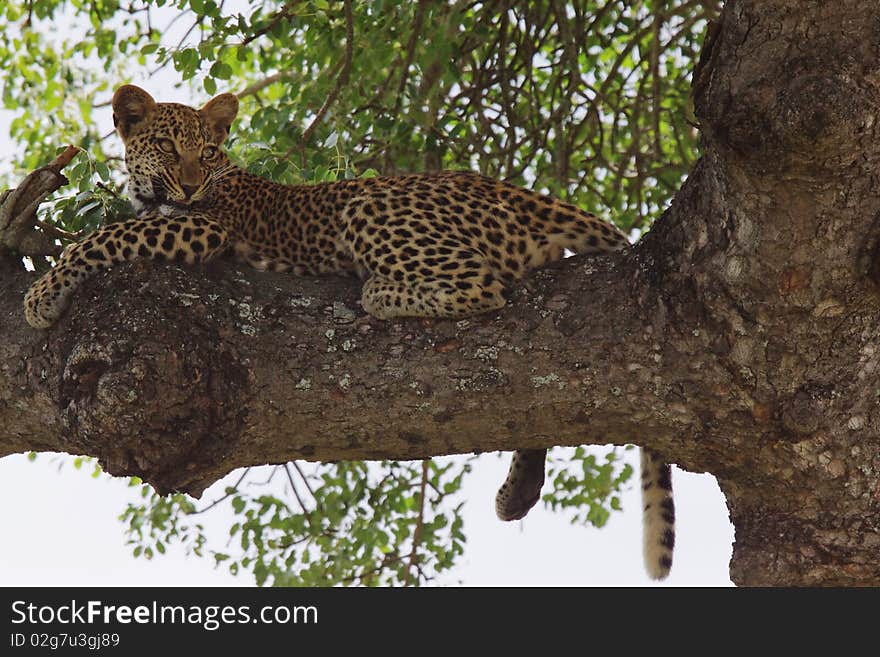 A young Leopard at rest in a tree. A young Leopard at rest in a tree