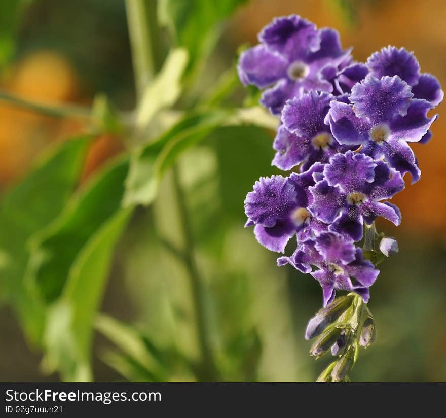 Grapes disguised as flowers