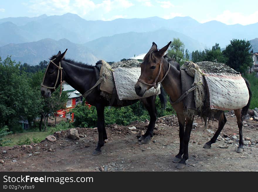 Two horses burded with bags with stones in Kashmir. Mountain range on background. Two horses burded with bags with stones in Kashmir. Mountain range on background.