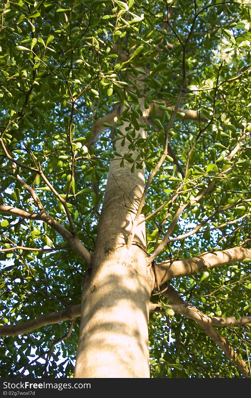 A big tree in a sunshine day, ant-eye view. A big tree in a sunshine day, ant-eye view.