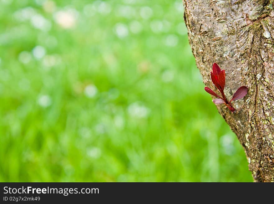 Spring time growth of a tree branch