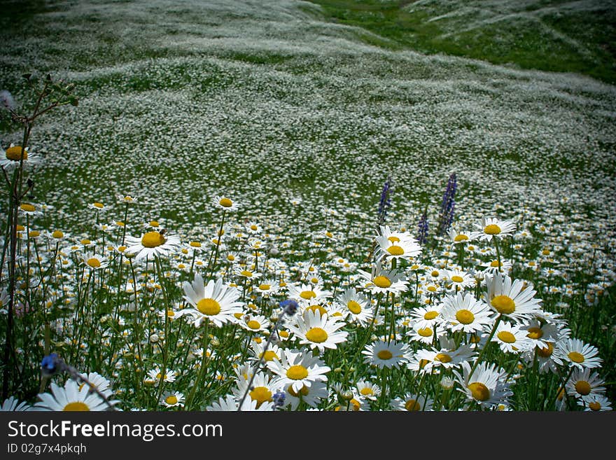 Green chamomile fied. Only flowers.