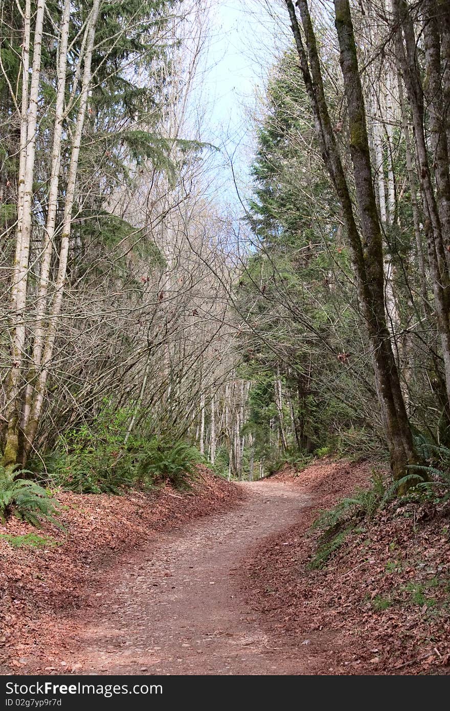 A serene path through a spring Pacific Northwest forest with birch trees and ferns. A serene path through a spring Pacific Northwest forest with birch trees and ferns.