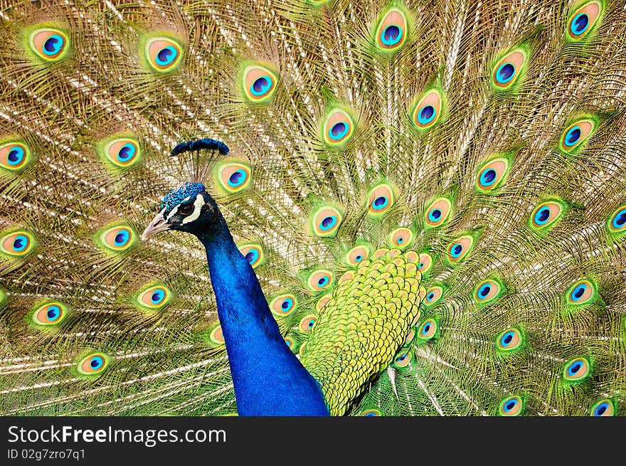 Closeup of a Peacock dancing during the mating season. Closeup of a Peacock dancing during the mating season