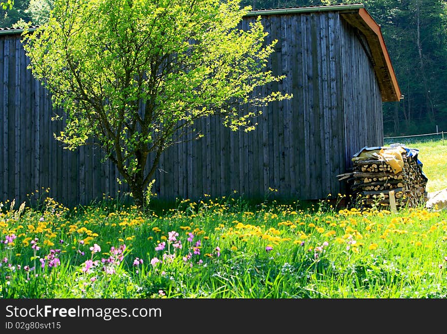 Beautiful spring landscape with colorful wildflowers blossoming, cherry trees and farmhouse in field. Beautiful spring landscape with colorful wildflowers blossoming, cherry trees and farmhouse in field