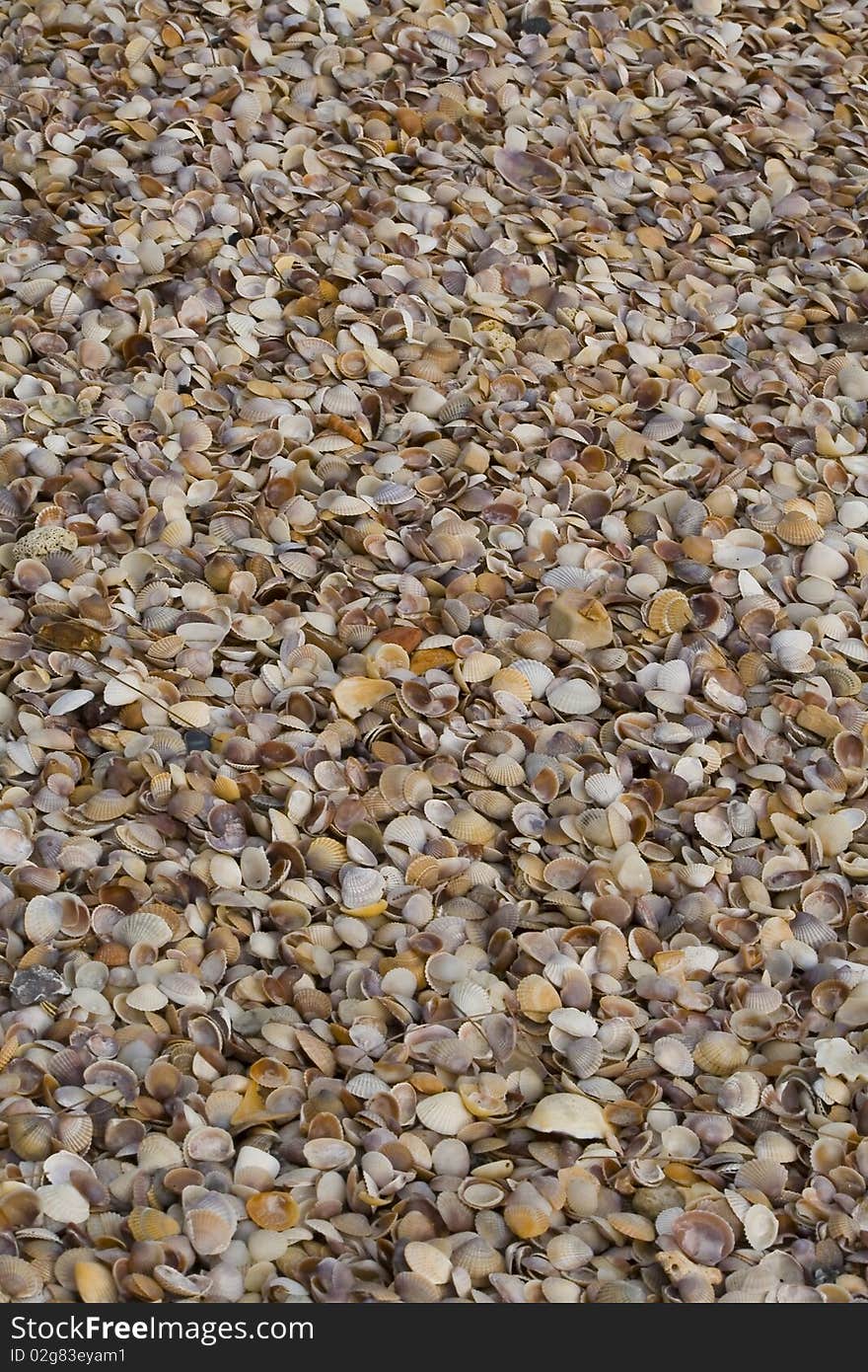 A plenty of shells found at a beach in Krabi, Thailand