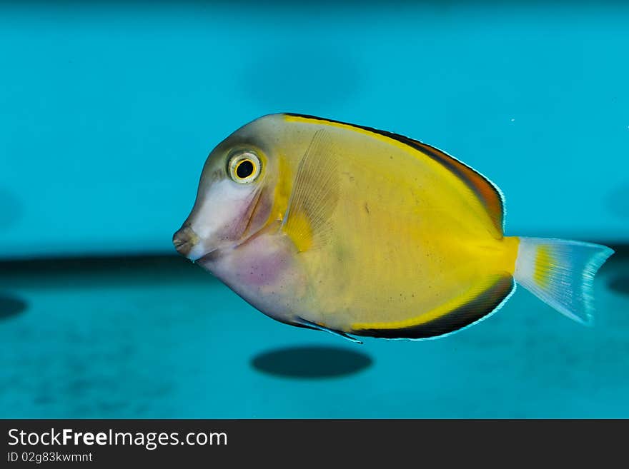 Purple And Yellow Tang