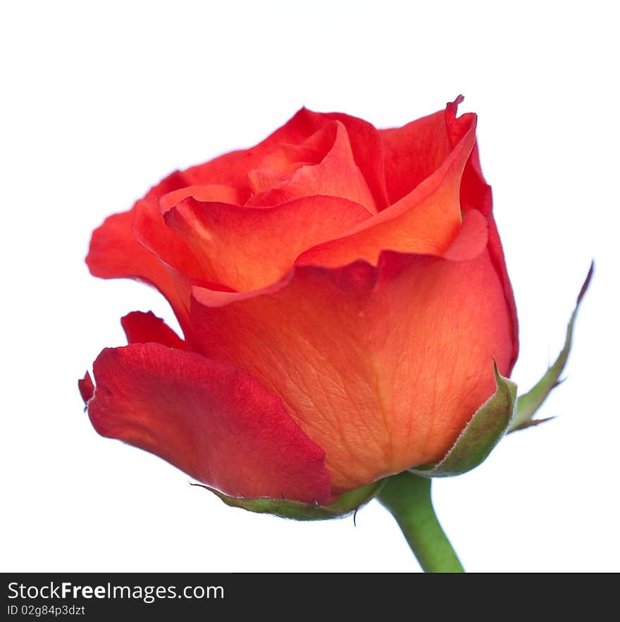 One red isolated rose over white background