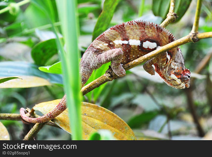 Panther chameleon on a leaf