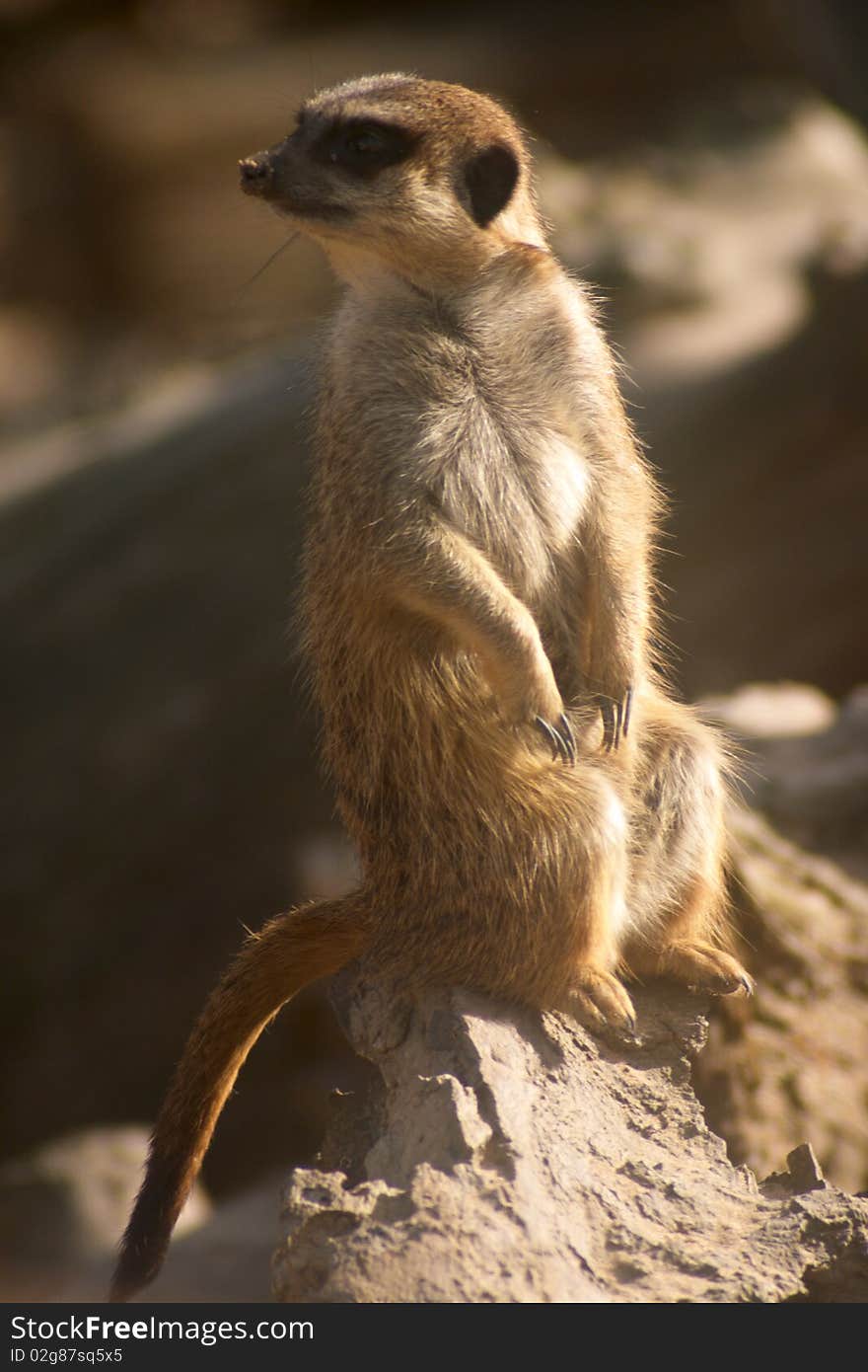 Meerkat sit on a stone