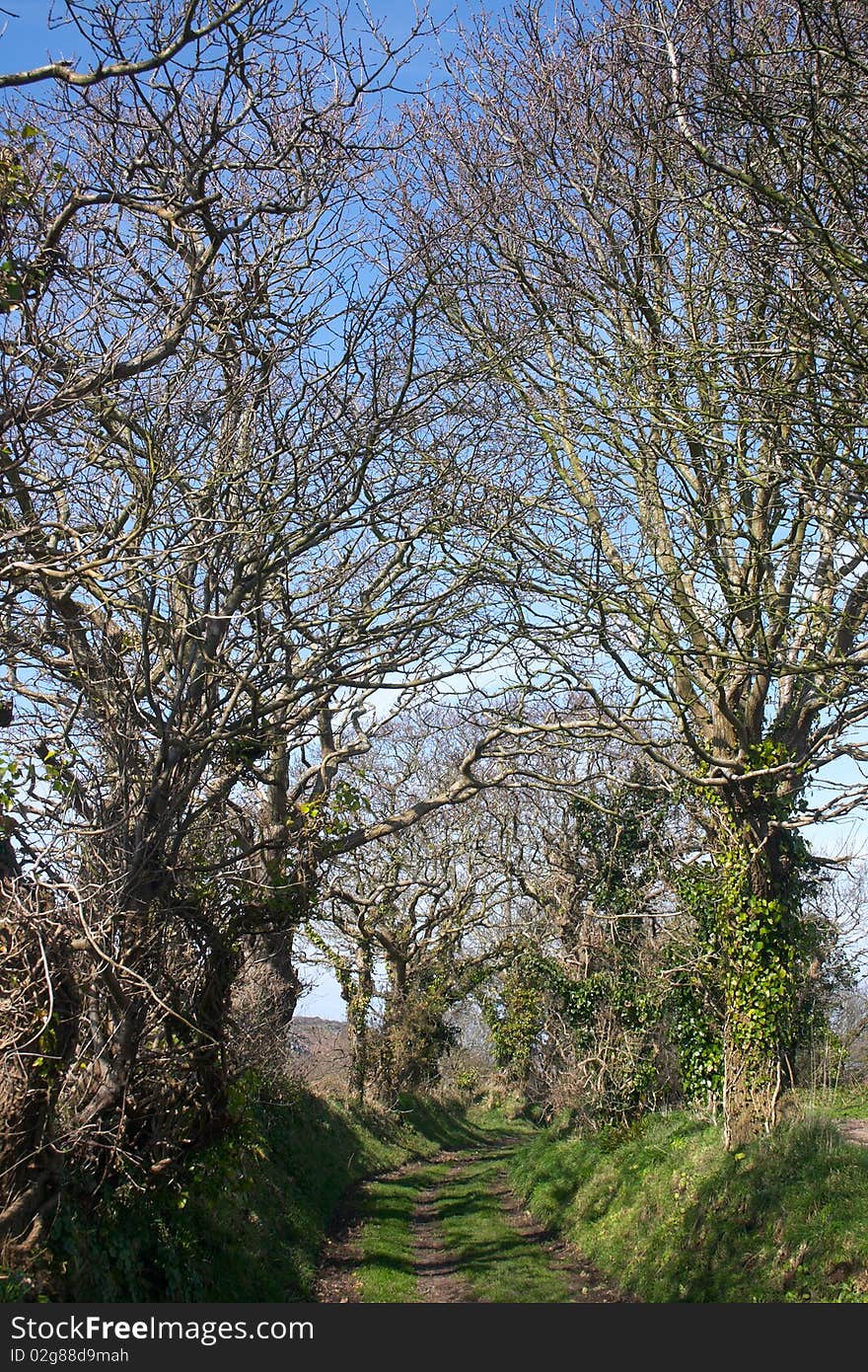 Earthy track at spring time