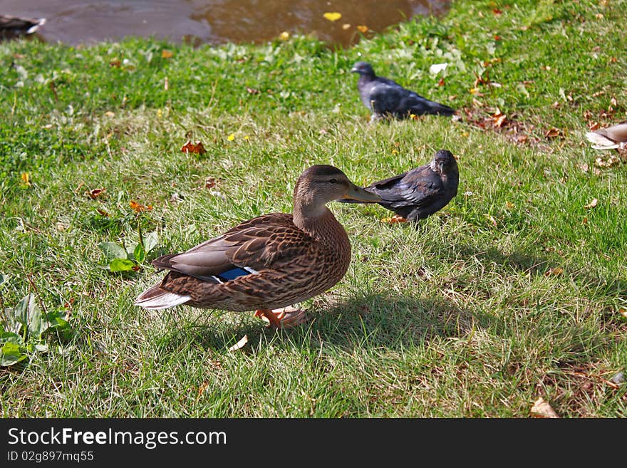 The duck and the crow