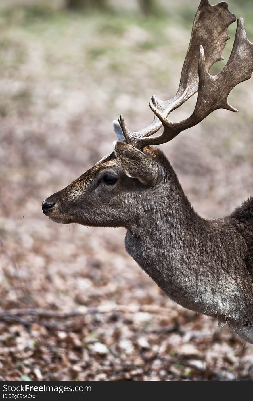 Fallow deer - Dama dama - Fallow deer looking for food