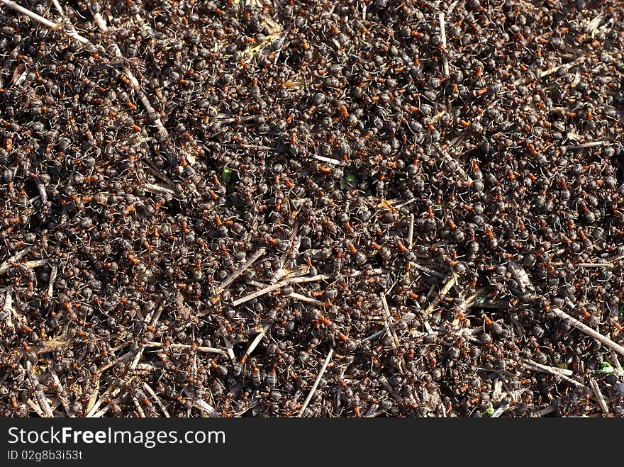 Ants crawling in the anthill. Macro image