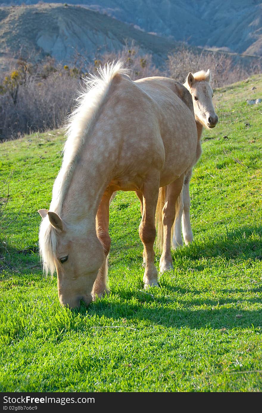 Mare and foal grazing