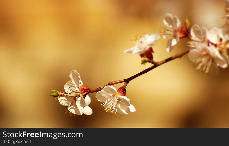 Flower tree on natural background