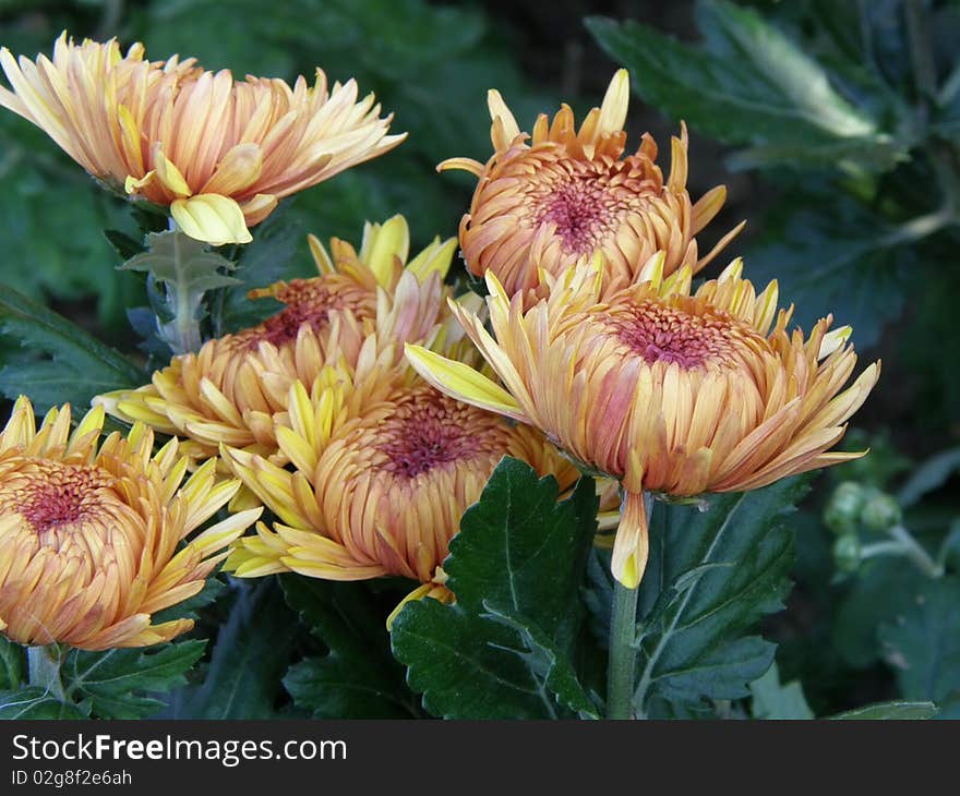 Flower of a chrysanthemum