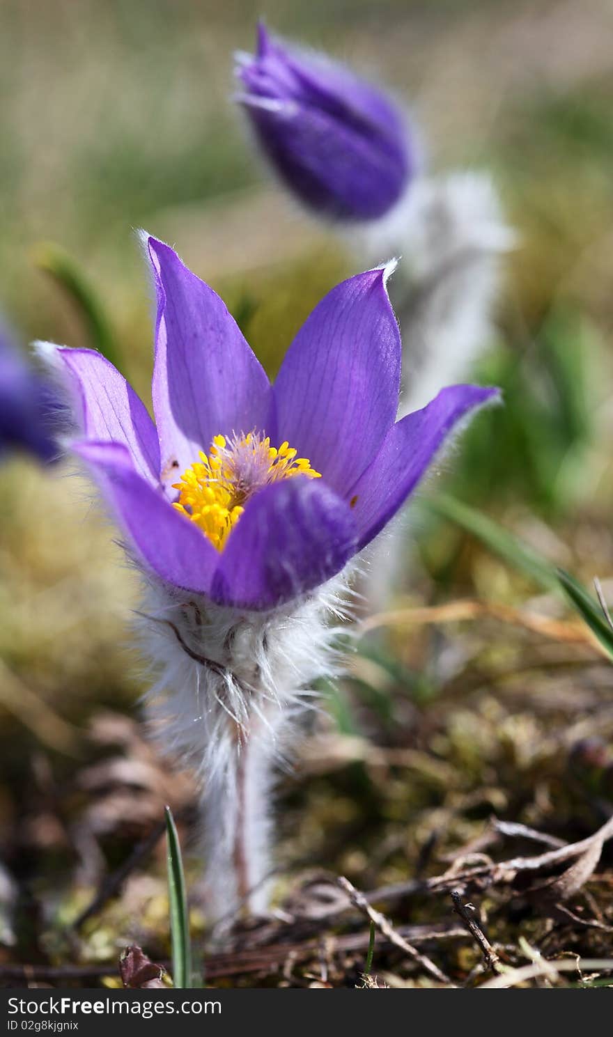 Spring pink flowers of Pulsatilla. Spring pink flowers of Pulsatilla