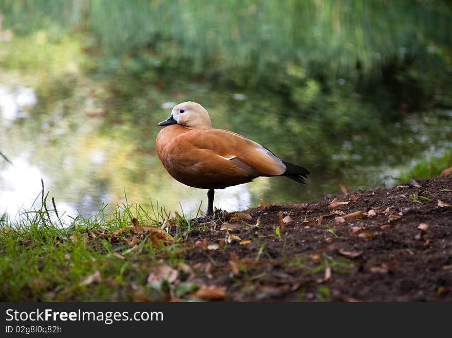 Orange Duck near water over green