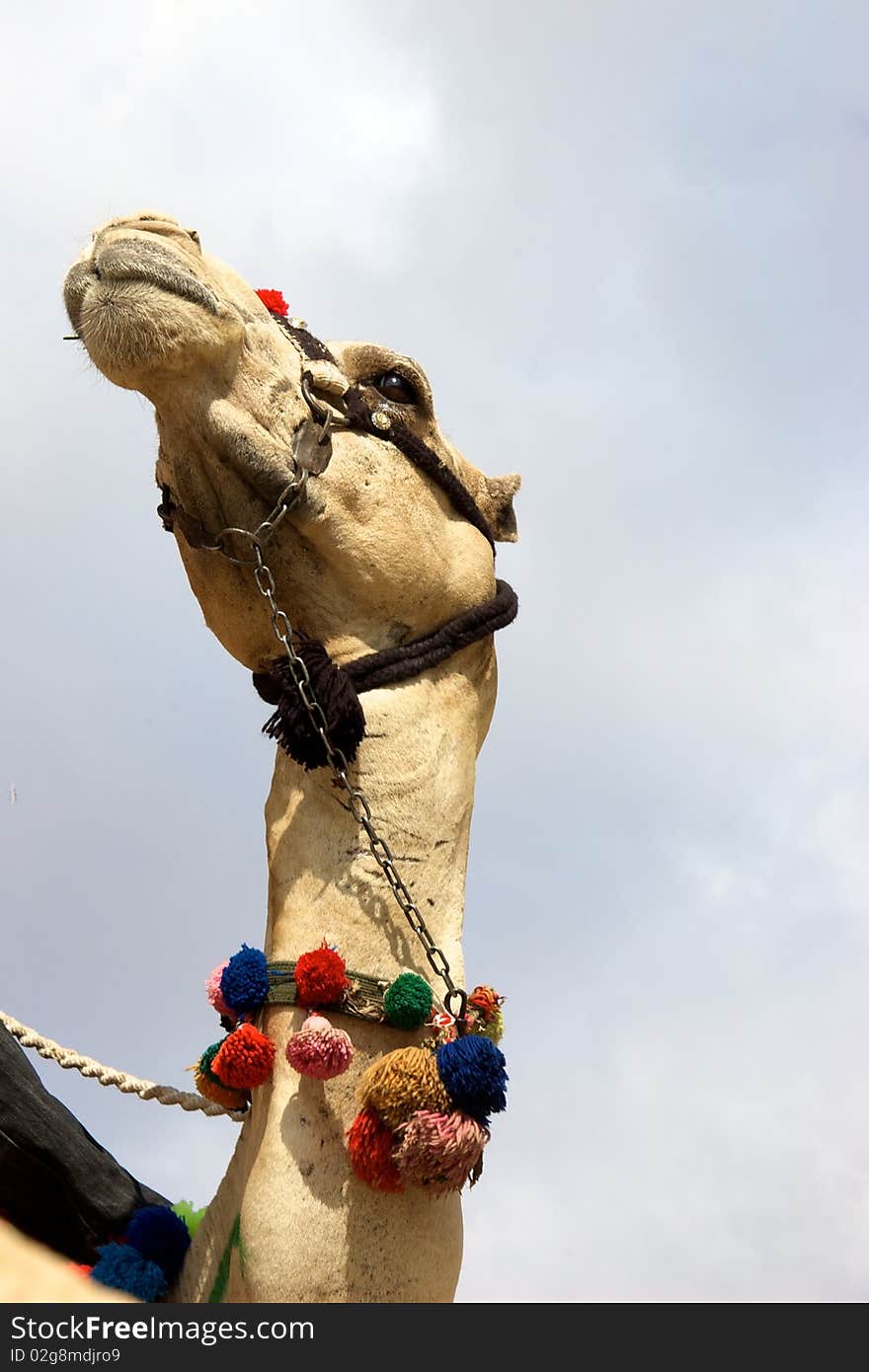 Arabian camel with colorfull items