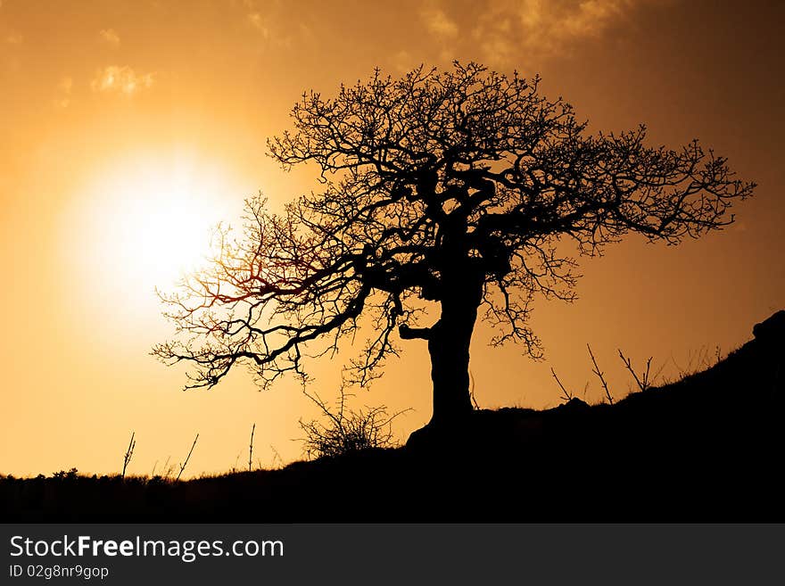 Old tree in sunset