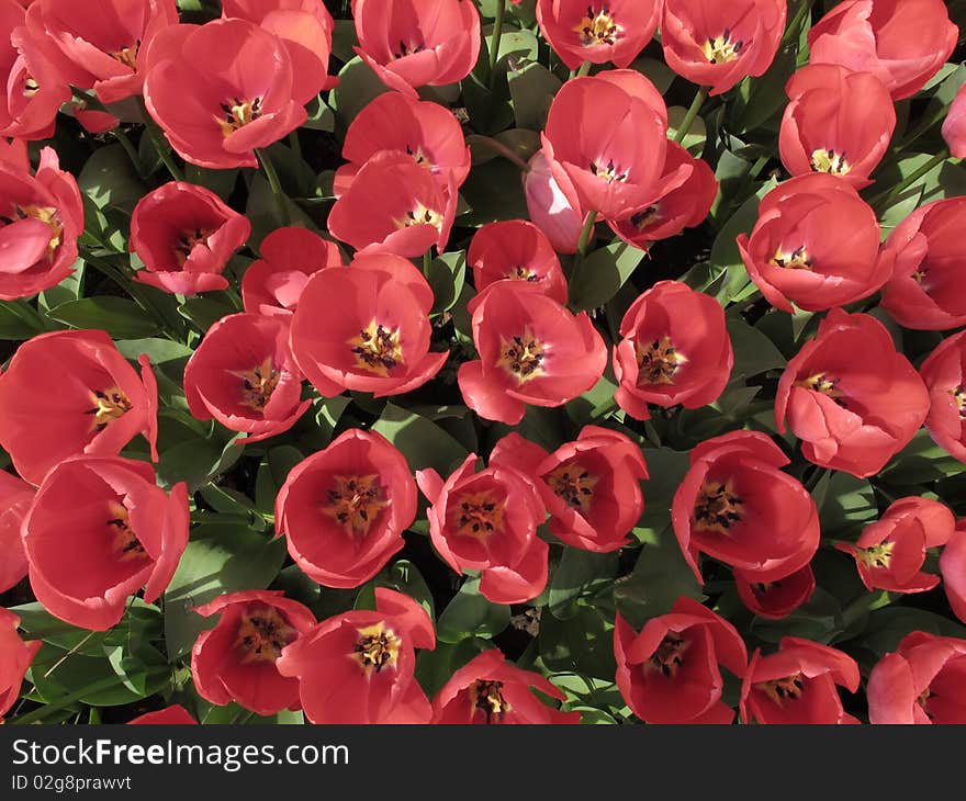 Beautiful red and pink tulips at the garden. Beautiful red and pink tulips at the garden