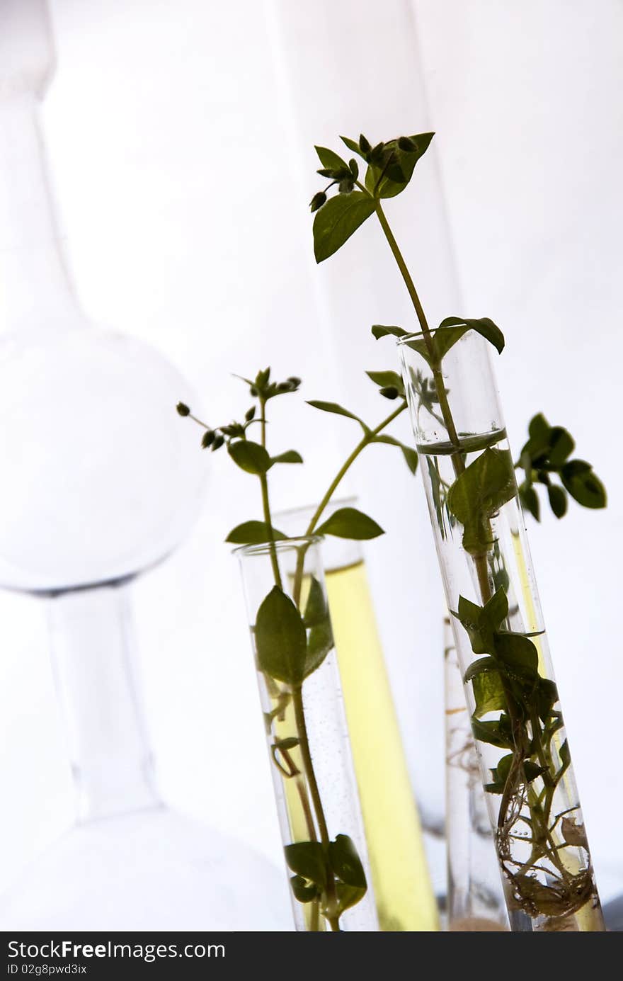 Test tubes with small green plants in a chemistry laboratory. Test tubes with small green plants in a chemistry laboratory