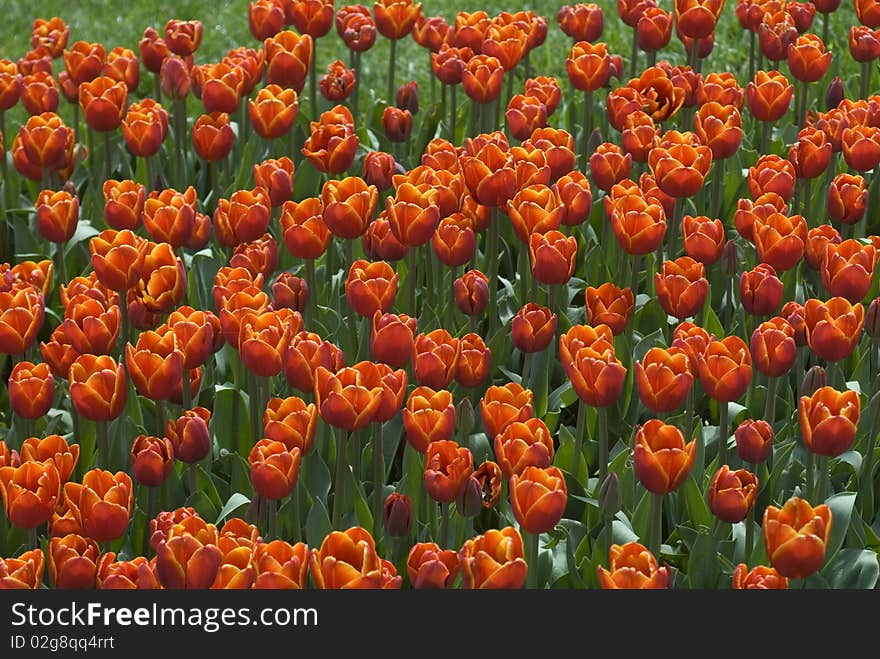 Beautiful red and orange tulips at the garden. Beautiful red and orange tulips at the garden