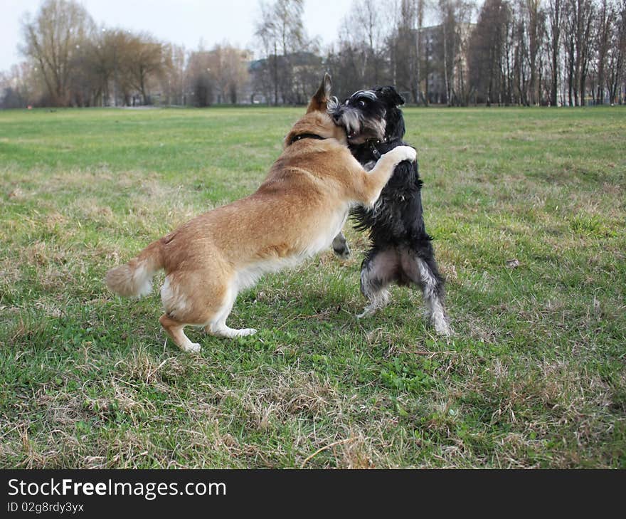 Two dogs play and romp on the lawn in the park. Two dogs play and romp on the lawn in the park