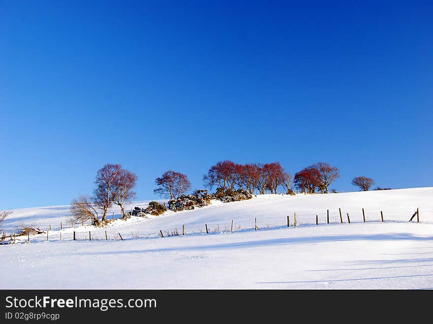 Birch trees and gorse in winter snow, outlined against clear blue skies. Birch trees and gorse in winter snow, outlined against clear blue skies