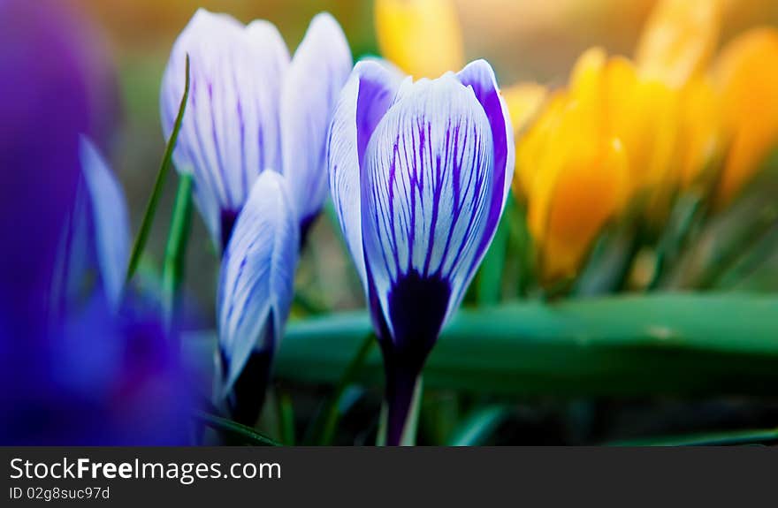 Purple and yellow crocuses, spring landscape (shallow DOF)