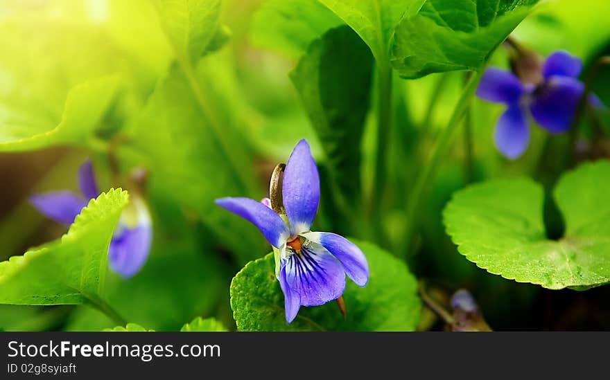 Viola  spring landscape (shallow DOF)