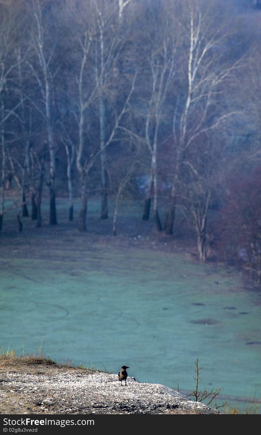 Crows on a hill (with view of trees on a background)