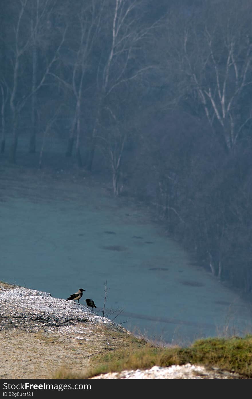 Crows on a hill (with view of trees on a background)