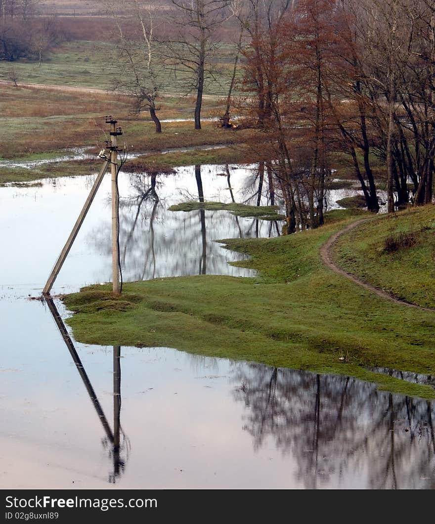 Trees standing in water